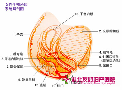 患了盆腔炎会有哪些症状