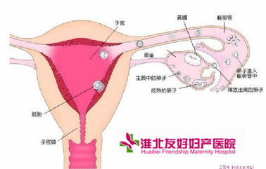 子宫内膜炎哪种方法比较有效?