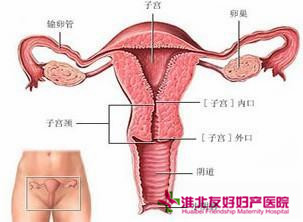 宫颈息肉治疗一般多少钱